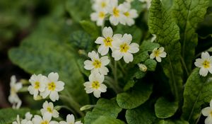 Preview wallpaper flowers, petals, leaves, flowering