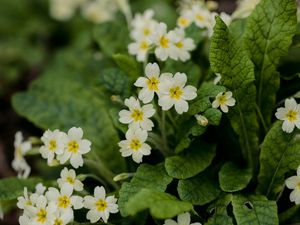 Preview wallpaper flowers, petals, leaves, flowering