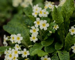 Preview wallpaper flowers, petals, leaves, flowering