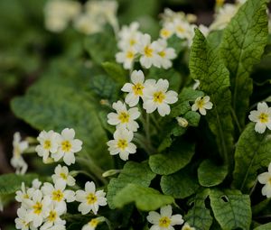 Preview wallpaper flowers, petals, leaves, flowering