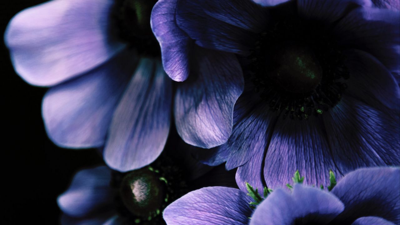 Wallpaper flowers, petals, leaves, purple hd, picture, image