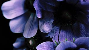 Preview wallpaper flowers, petals, leaves, purple