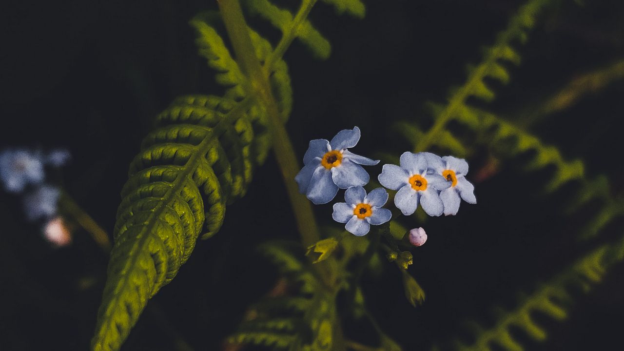 Wallpaper flowers, petals, leaves, plant, macro hd, picture, image