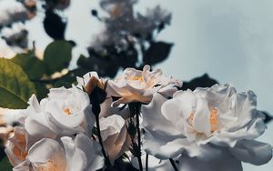 Preview wallpaper flowers, petals, leaves, white