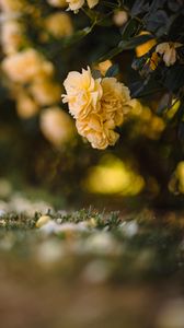 Preview wallpaper flowers, petals, leaves, yellow