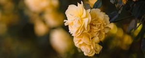 Preview wallpaper flowers, petals, leaves, yellow