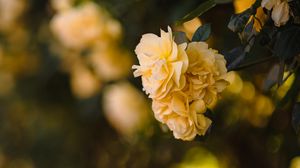 Preview wallpaper flowers, petals, leaves, yellow