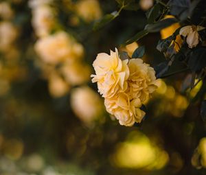 Preview wallpaper flowers, petals, leaves, yellow