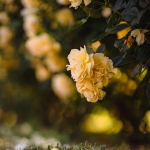 Preview wallpaper flowers, petals, leaves, yellow