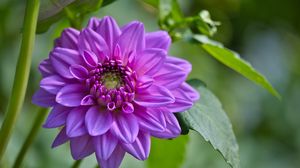 Preview wallpaper flowers, petals, leaves, purple, macro
