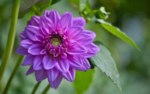 Preview wallpaper flowers, petals, leaves, purple, macro