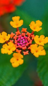 Preview wallpaper flowers, petals, leaves, plant