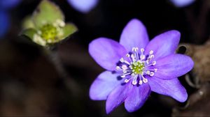 Preview wallpaper flowers, petals, leaves, plants, purple