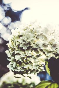 Preview wallpaper flowers, petals, light, bush