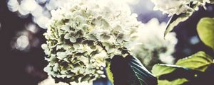 Preview wallpaper flowers, petals, light, bush