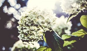 Preview wallpaper flowers, petals, light, bush