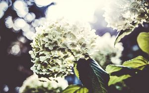 Preview wallpaper flowers, petals, light, bush