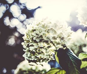 Preview wallpaper flowers, petals, light, bush