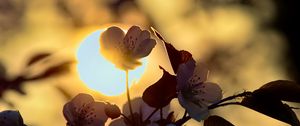 Preview wallpaper flowers, petals, light, sun
