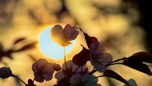 Preview wallpaper flowers, petals, light, sun