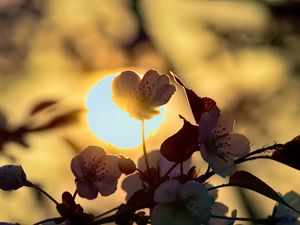 Preview wallpaper flowers, petals, light, sun