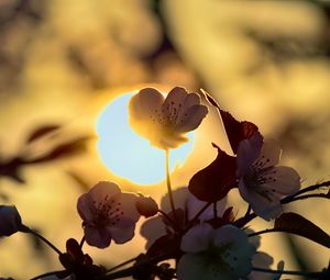 Preview wallpaper flowers, petals, light, sun