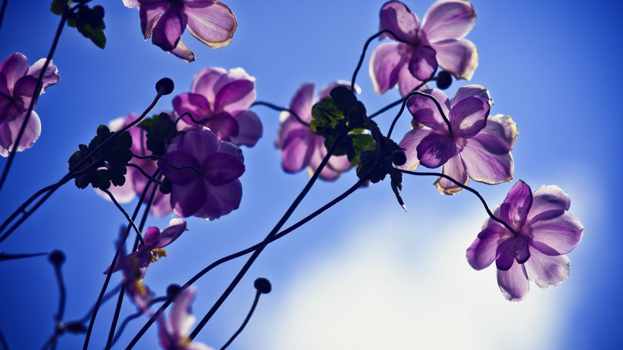 Wallpaper flowers, petals, light, sky
