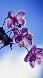 Preview wallpaper flowers, petals, light, sky