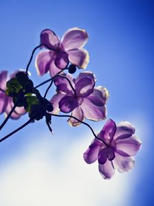 Preview wallpaper flowers, petals, light, sky