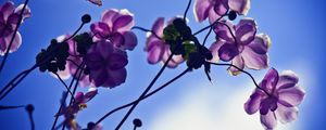 Preview wallpaper flowers, petals, light, sky