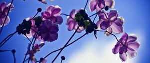 Preview wallpaper flowers, petals, light, sky