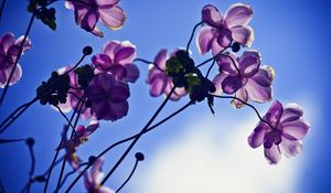 Preview wallpaper flowers, petals, light, sky