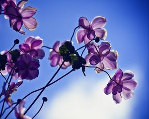 Preview wallpaper flowers, petals, light, sky