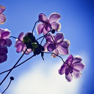 Preview wallpaper flowers, petals, light, sky