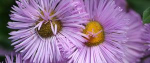 Preview wallpaper flowers, petals, lilac