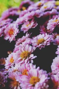 Preview wallpaper flowers, petals, lilac