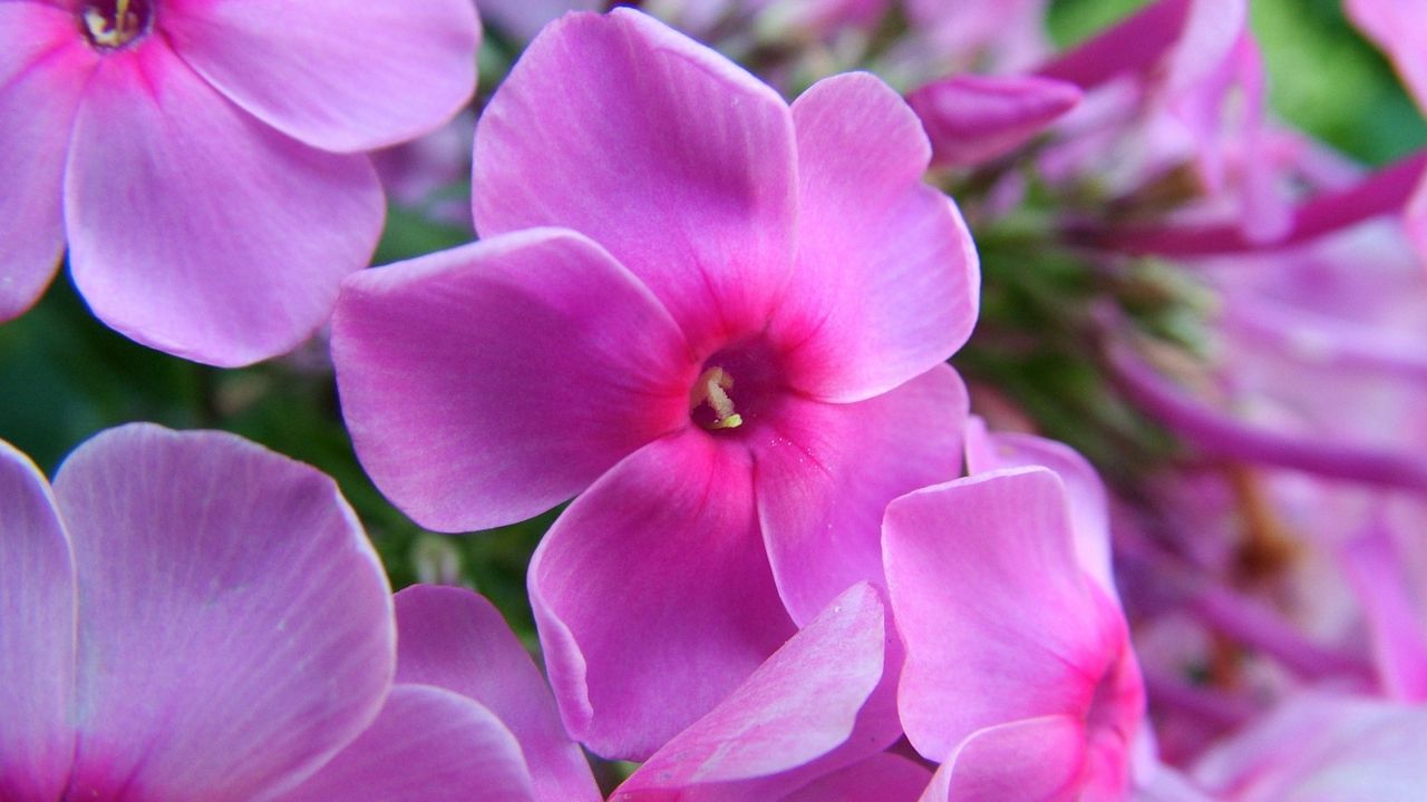 Wallpaper flowers, petals, lilac