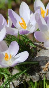 Preview wallpaper flowers, petals, lilac