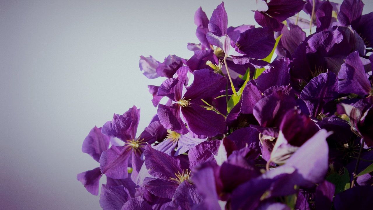 Wallpaper flowers, petals, lilac