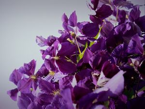 Preview wallpaper flowers, petals, lilac