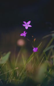 Preview wallpaper flowers, petals, macro, blur, purple