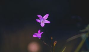 Preview wallpaper flowers, petals, macro, blur, purple