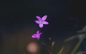 Preview wallpaper flowers, petals, macro, blur, purple