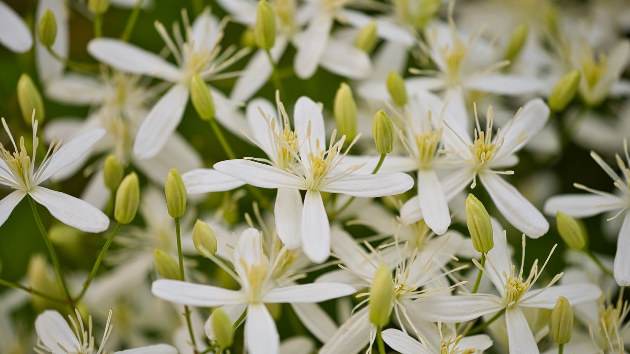 Wallpaper flowers, petals, macro, white