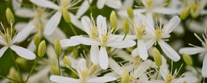 Preview wallpaper flowers, petals, macro, white