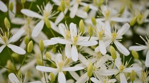 Preview wallpaper flowers, petals, macro, white