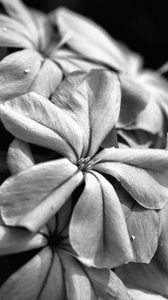 Preview wallpaper flowers, petals, macro, black and white