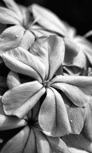 Preview wallpaper flowers, petals, macro, black and white