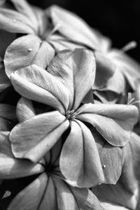 Preview wallpaper flowers, petals, macro, black and white