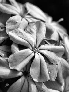 Preview wallpaper flowers, petals, macro, black and white